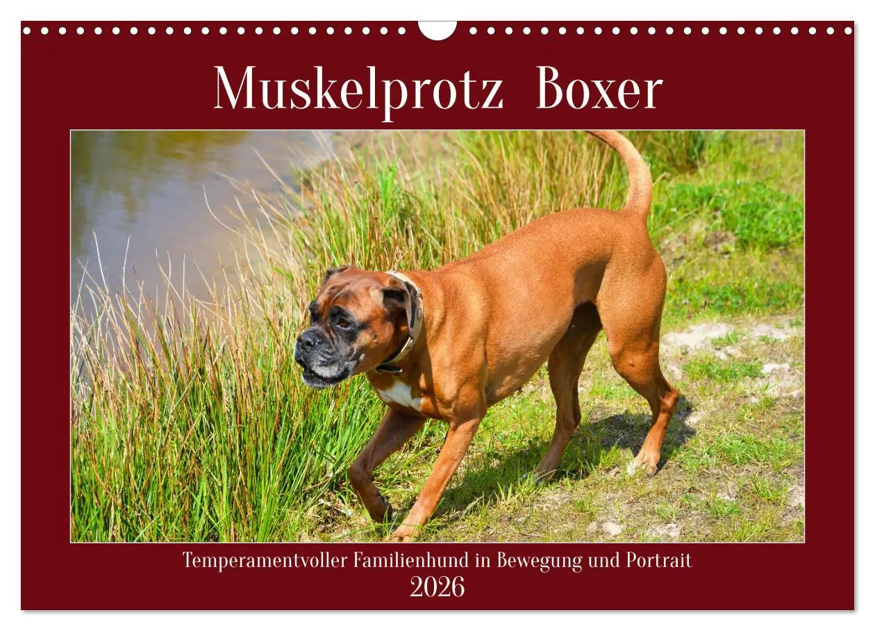 Cover: 9783457570241 | Muskelprotz Boxer (Wandkalender 2026 DIN A3 quer), CALVENDO...